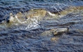 Zeehonden