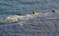 Zeehonden