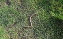 Hazelworm