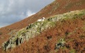 Schaap