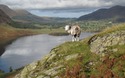Schaap