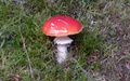 Paddenstoel