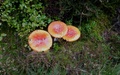 Paddenstoelen