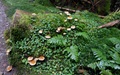 Paddenstoelen