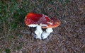 Paddenstoelen
