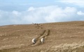 Schapen