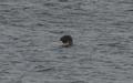 Zeehond