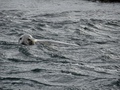 Zeehond