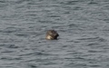 Zeehond