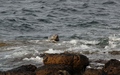 Zeehond
