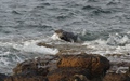Zeehond