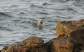 Zeehond