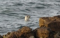 Zeehond