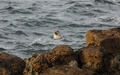 Zeehond