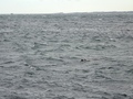 Zeehond