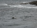 Zeehond