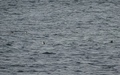 Zeehonden