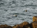 Zeehonden