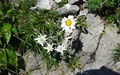 Edelweiss