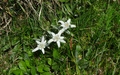 Edelweiss