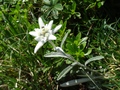 Edelweiss