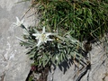 Edelweiss