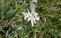 Edelweiss