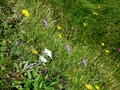 Edelweiss
