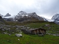 Oberbärgli
