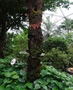 Papiliorama
