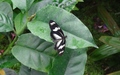 Papiliorama