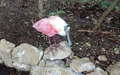 Papiliorama