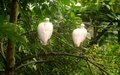Papiliorama