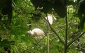 Papiliorama