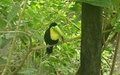 Papiliorama