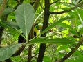 Papiliorama