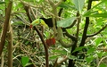 Papiliorama