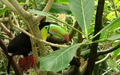 Papiliorama