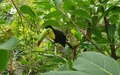 Papiliorama