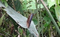 Papiliorama