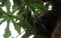 Papiliorama
