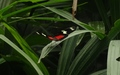 Papiliorama