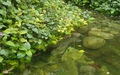 Papiliorama