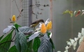 Papiliorama