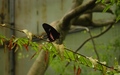 Papiliorama