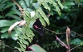 Papiliorama