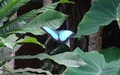 Papiliorama