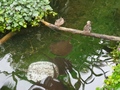Papiliorama