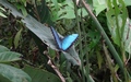 Papiliorama