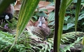 Papiliorama